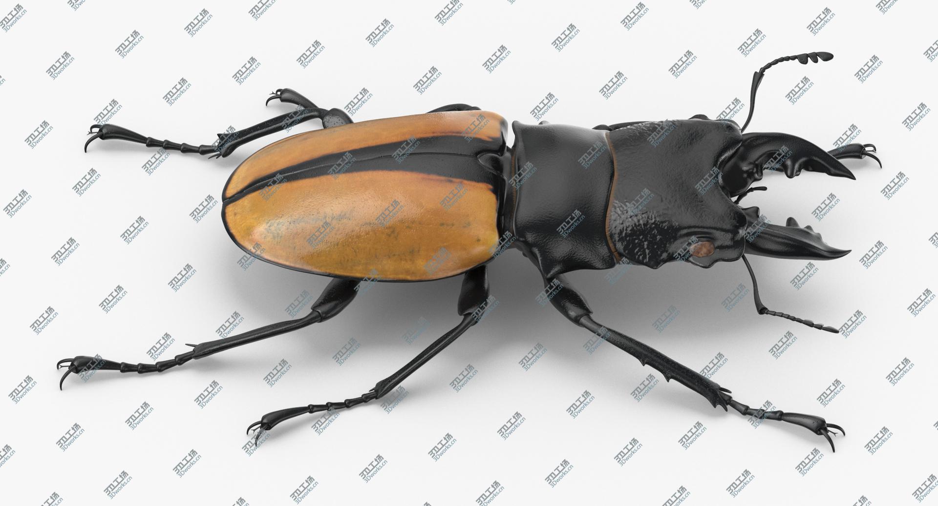 images/goods_img/202104093/Giant Stag Beetle Odontolabis Ludekingi 3D model/3.jpg